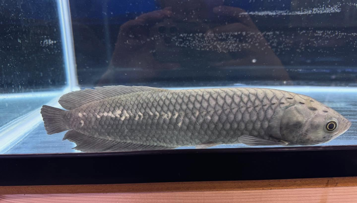 aquastyleg.base.shop/items/108...