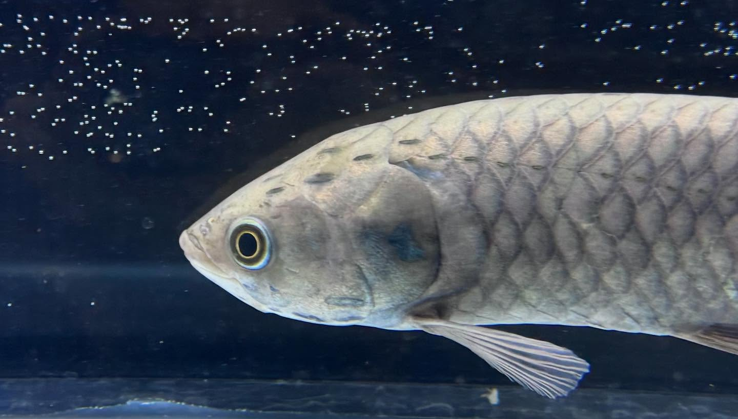 aquastyleg.base.shop/items/108...