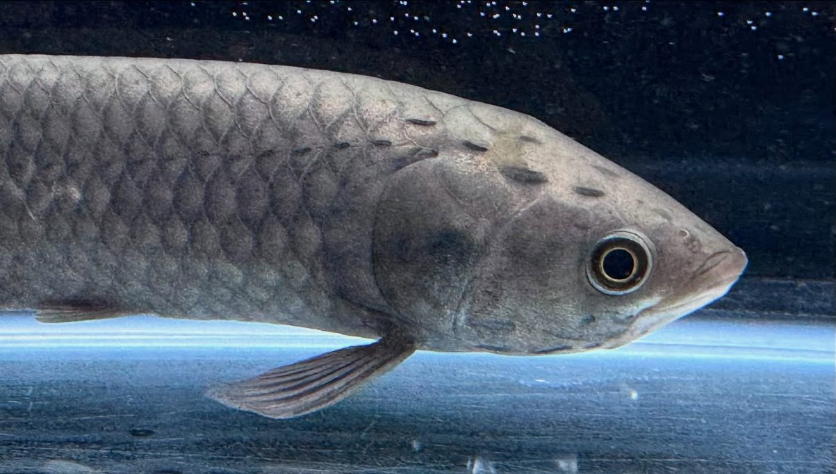 aquastyleg.base.shop/items/108...