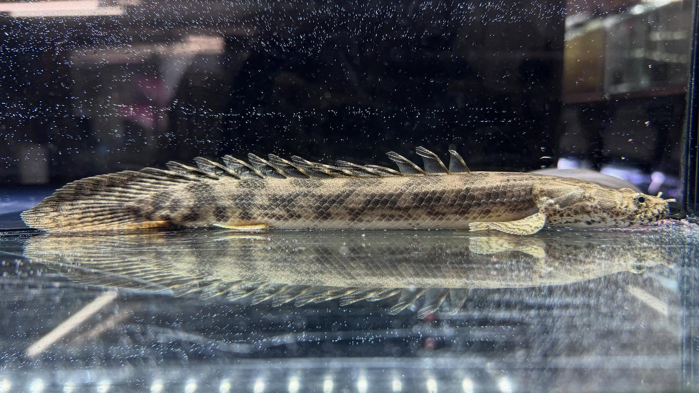 aquastyleg.base.shop/items/960...