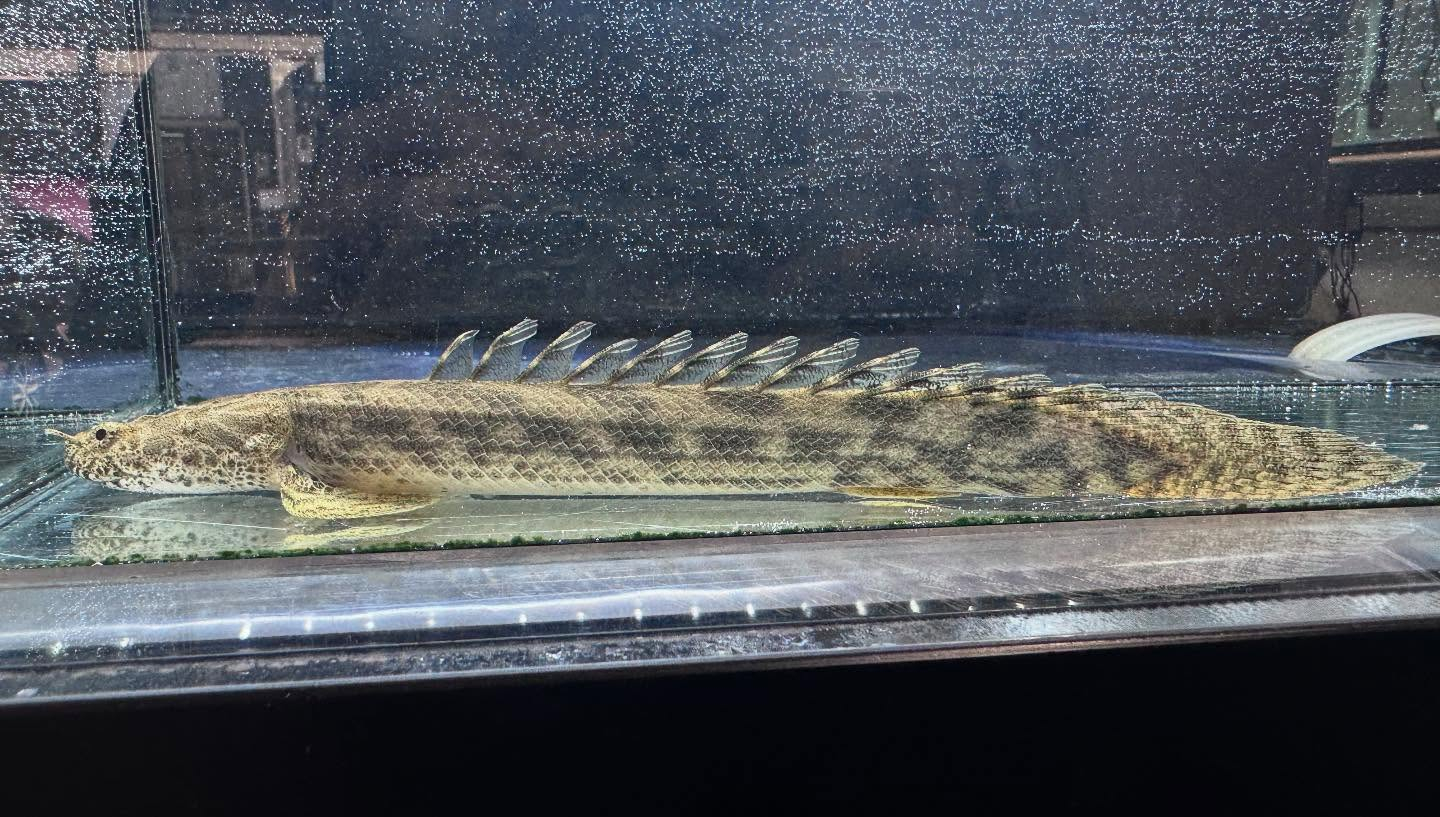 aquastyleg.base.shop/items/960...