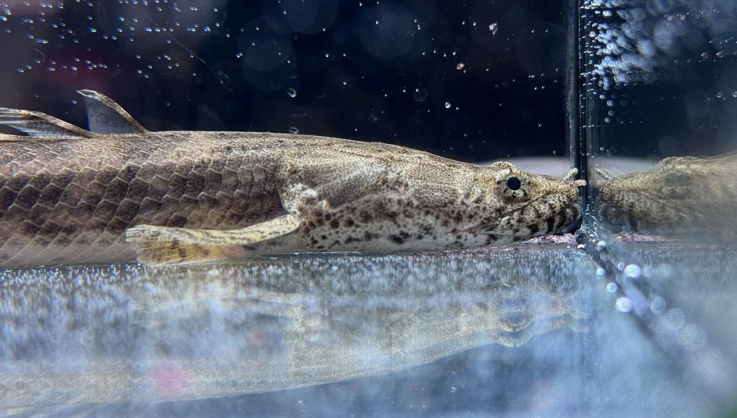 aquastyleg.base.shop/items/960...