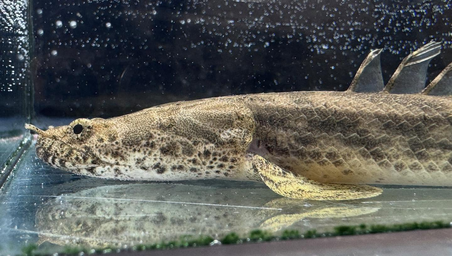 aquastyleg.base.shop/items/960...