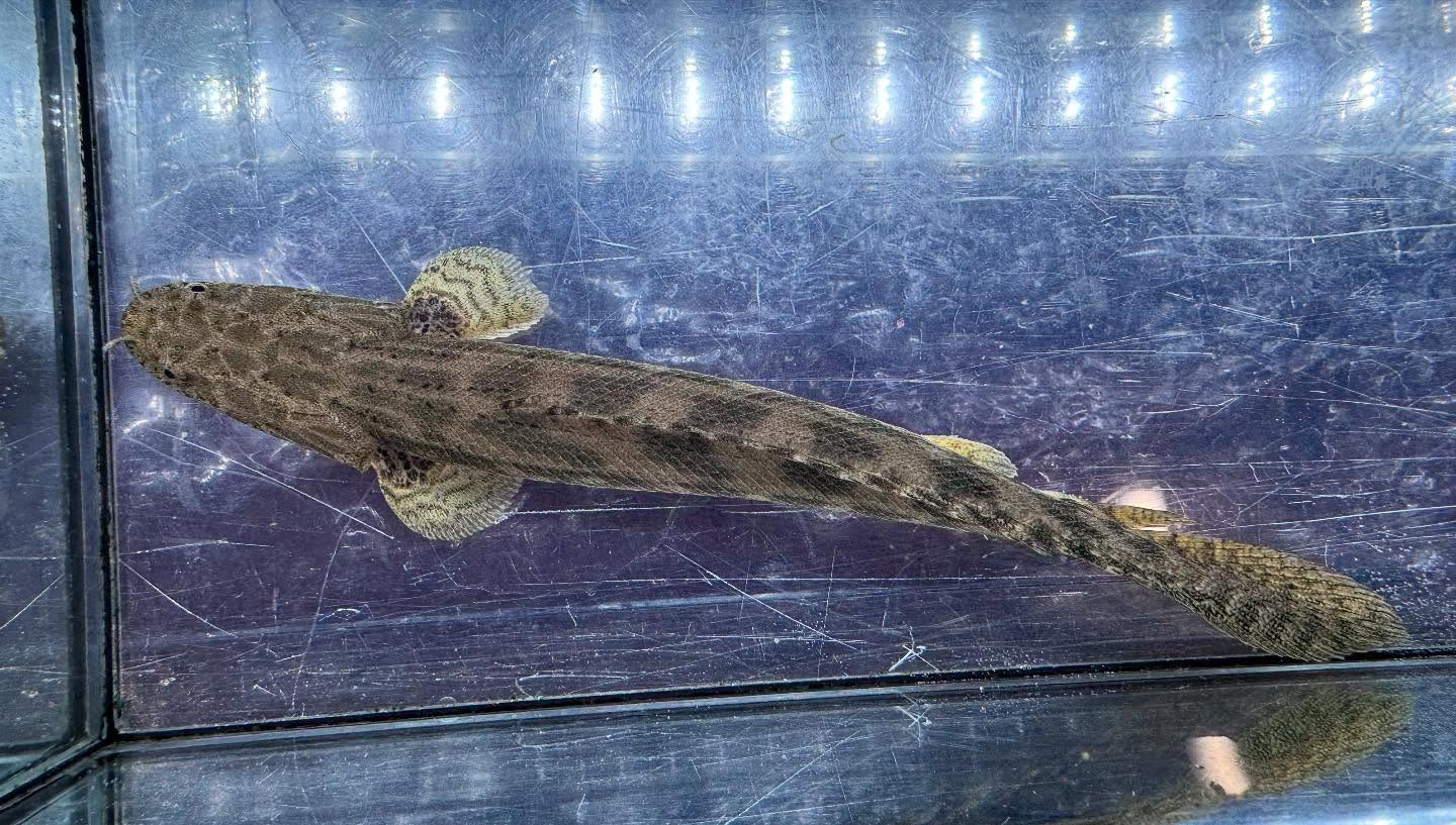 aquastyleg.base.shop/items/960...