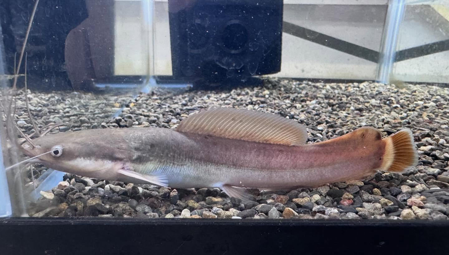 aquastyleg.base.shop/items/100...