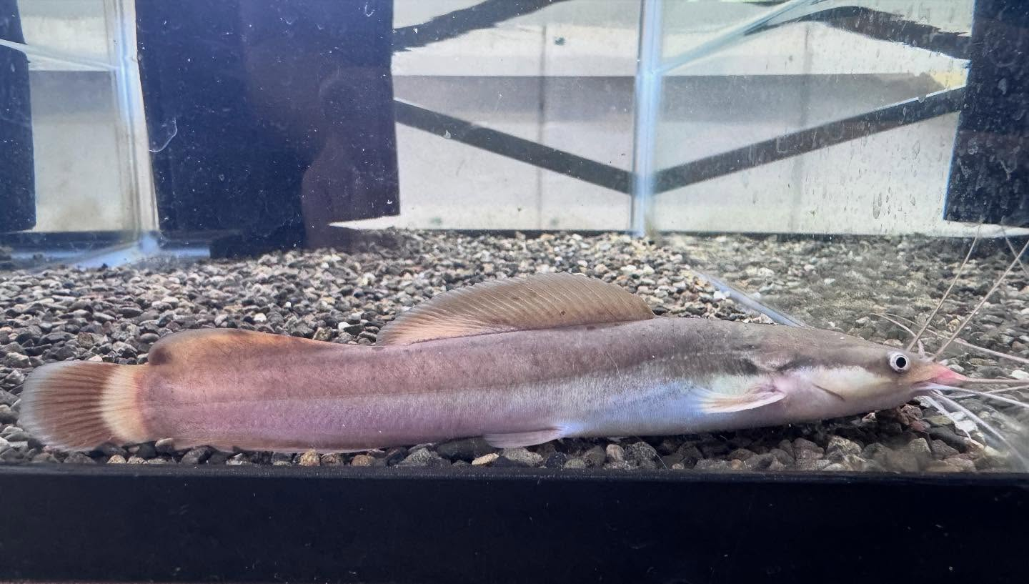 aquastyleg.base.shop/items/100...