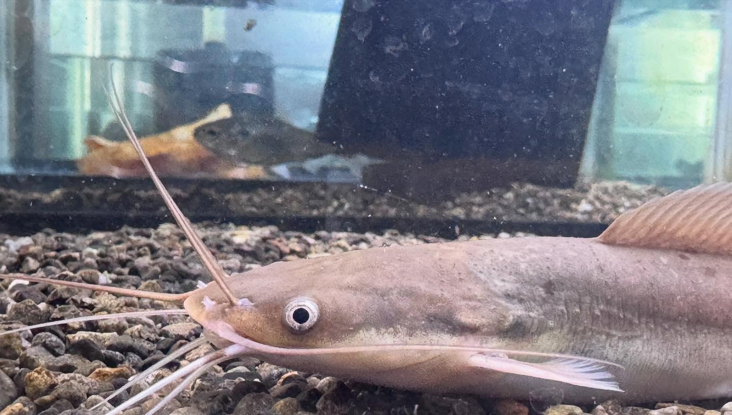 aquastyleg.base.shop/items/100...