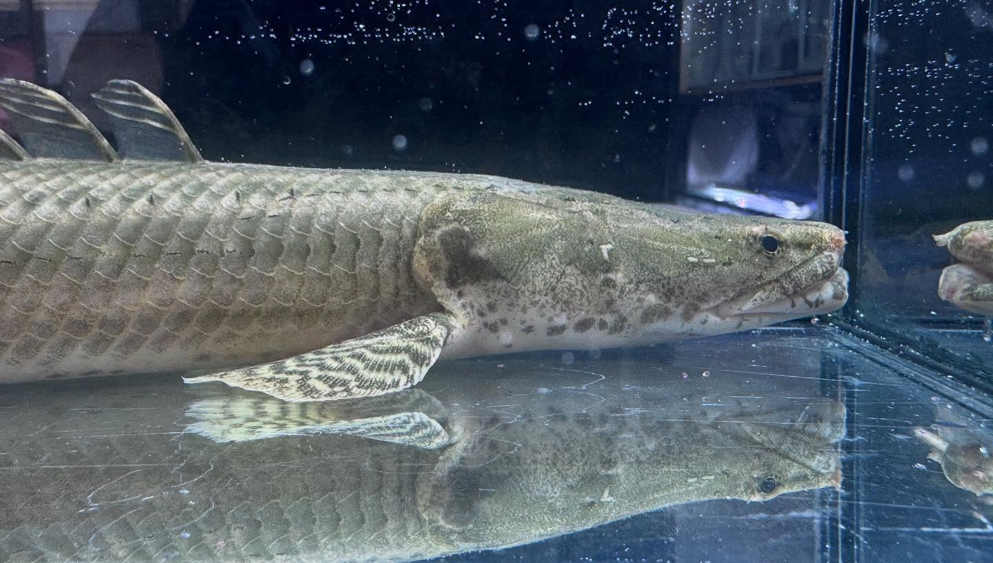 uastyleg.base.shop/items/10646...