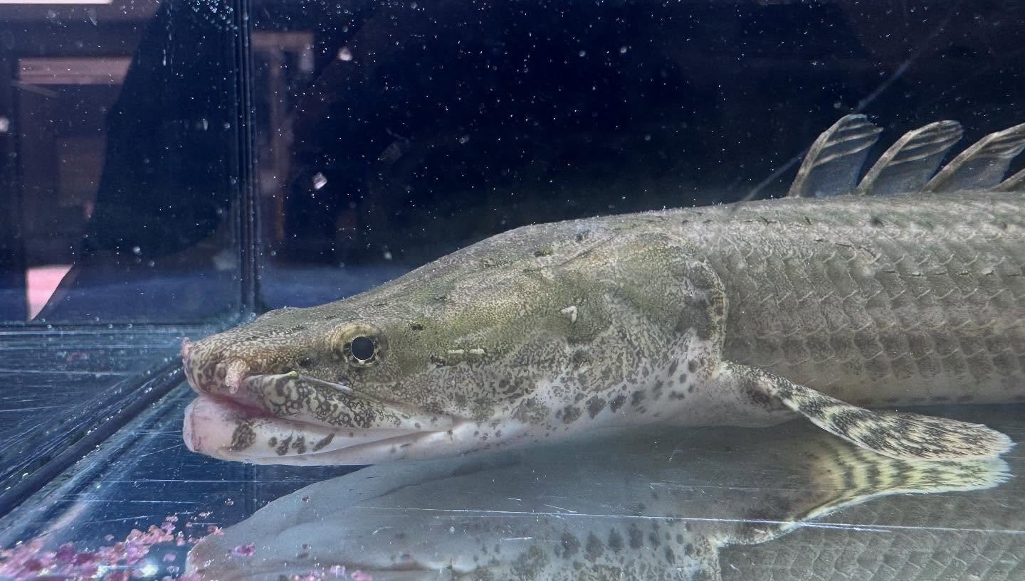 uastyleg.base.shop/items/10646...