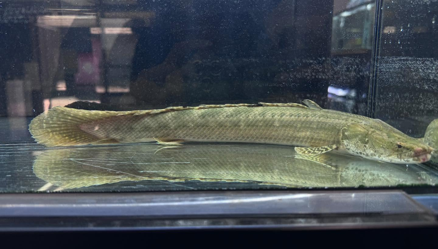 uastyleg.base.shop/items/10646...