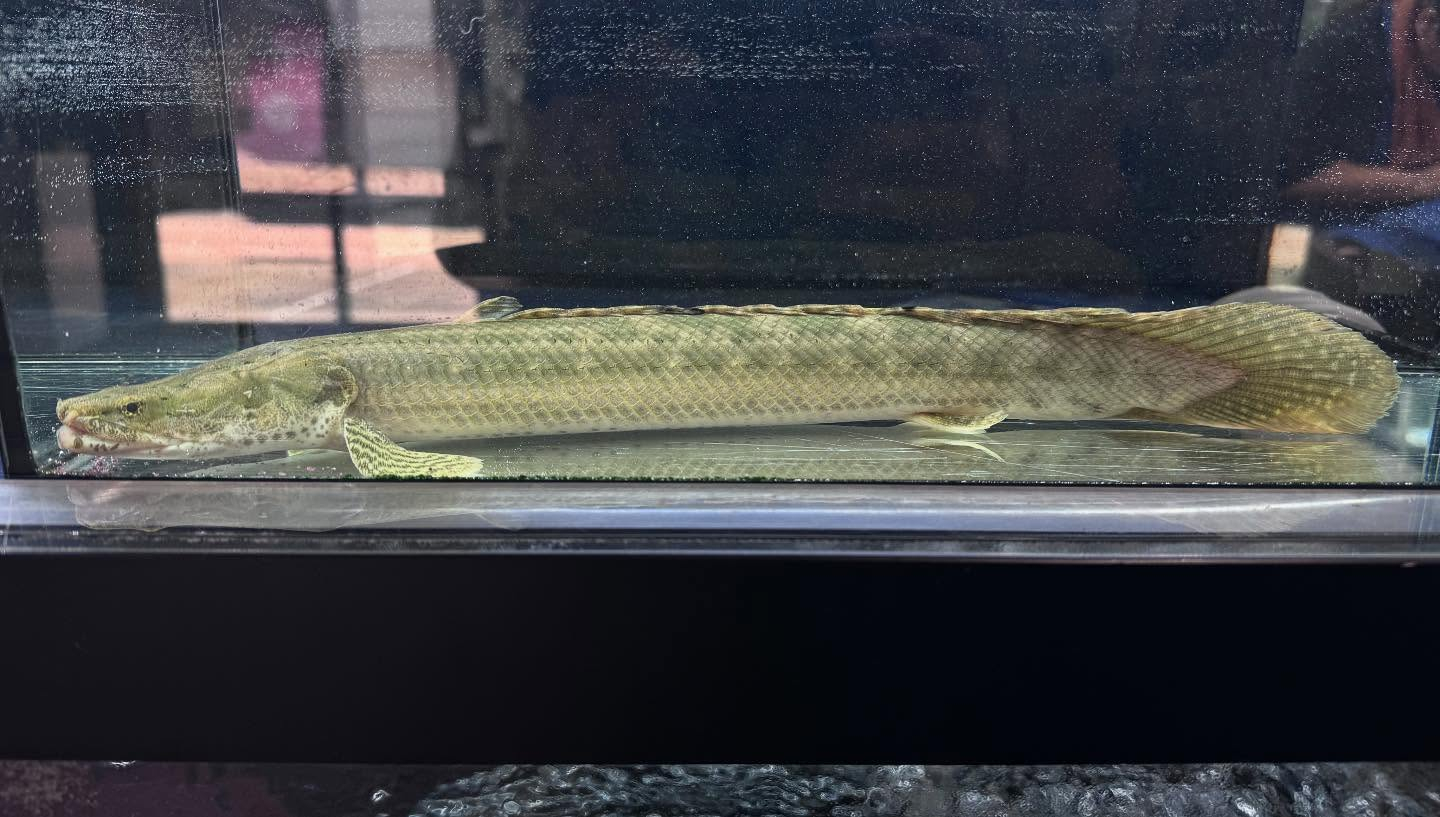 uastyleg.base.shop/items/10646...