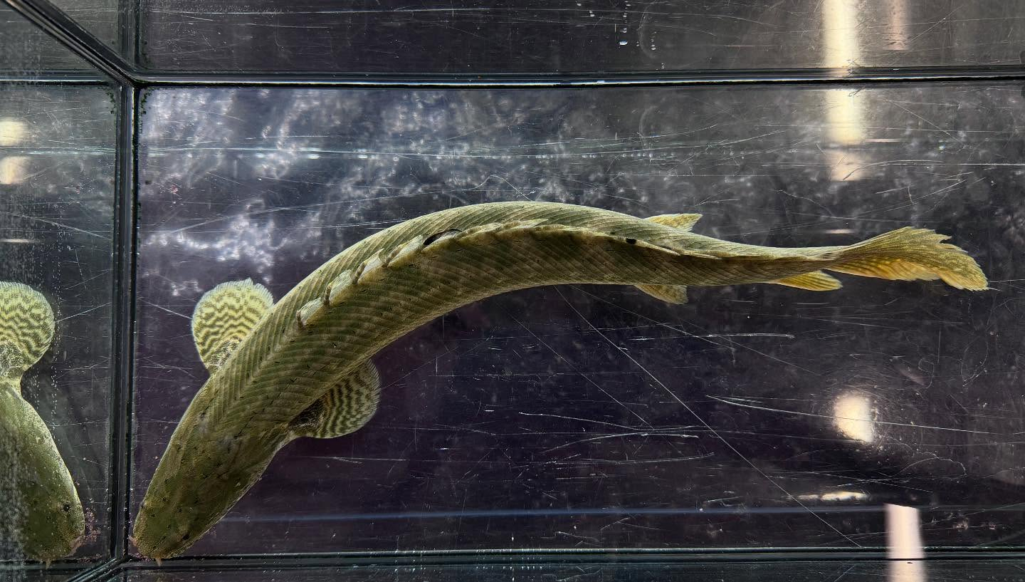 uastyleg.base.shop/items/10646...