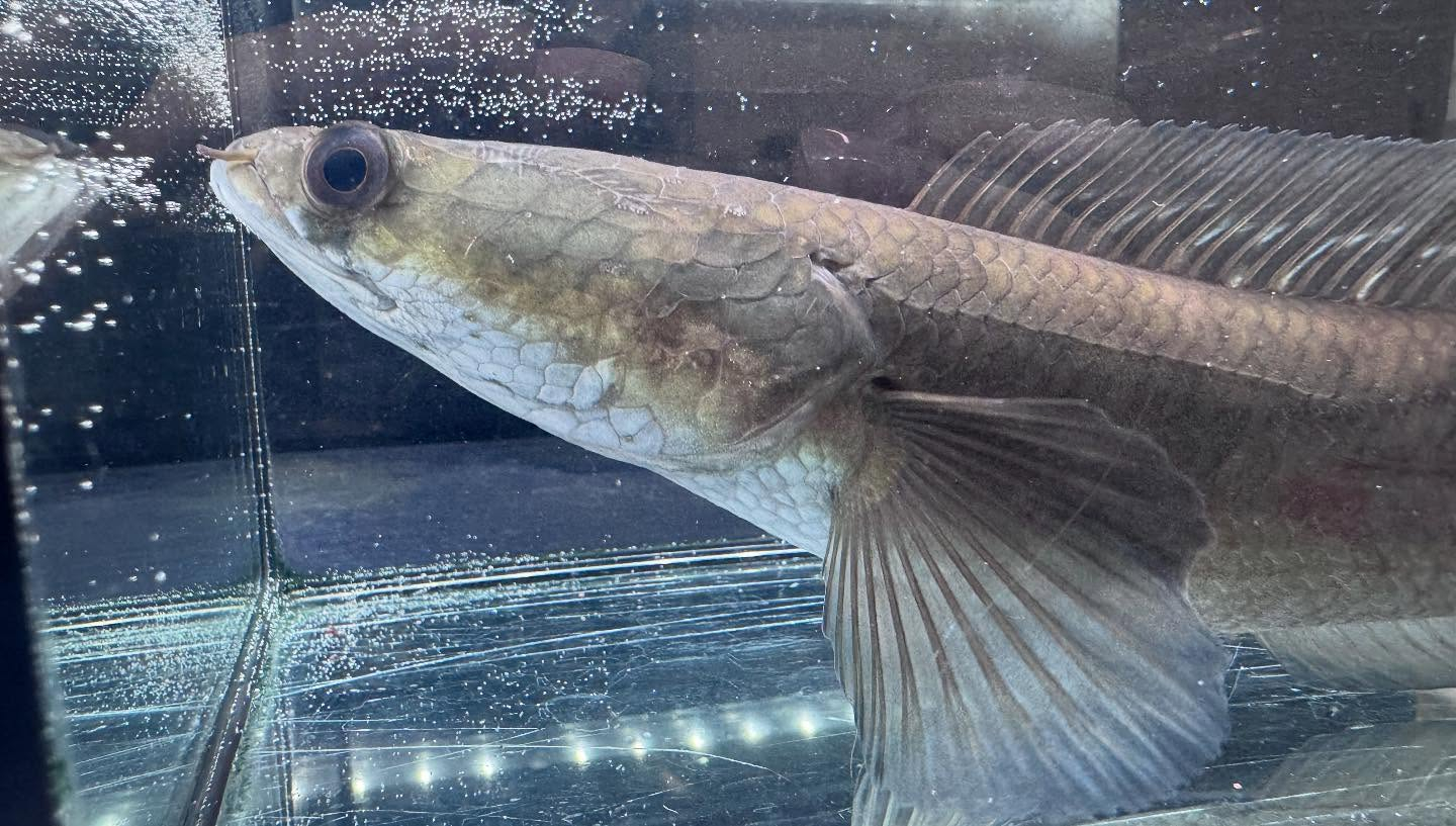 aquastyleg.base.shop/items/971...