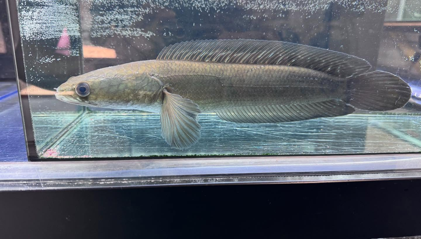 aquastyleg.base.shop/items/971...