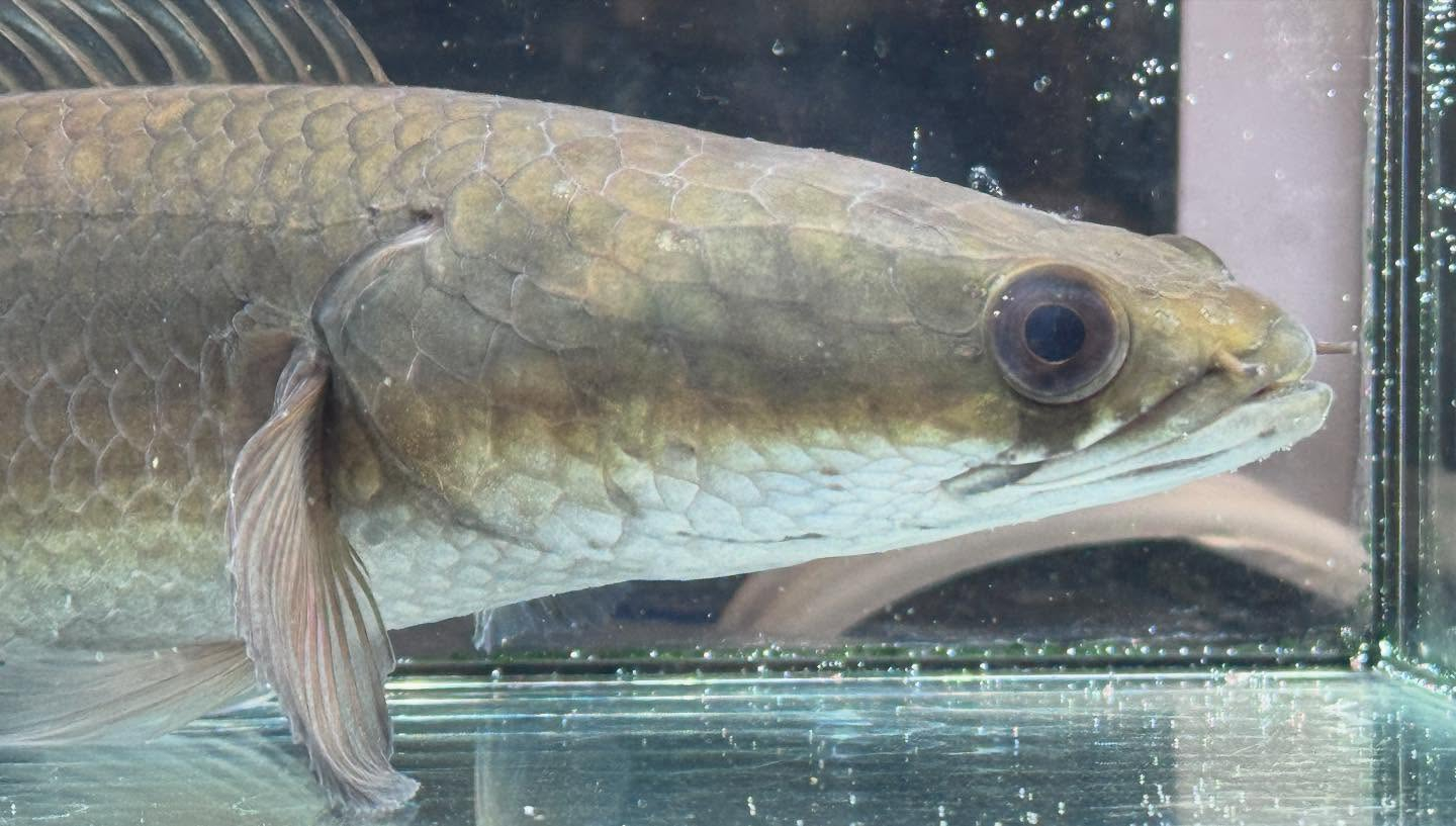 aquastyleg.base.shop/items/971...