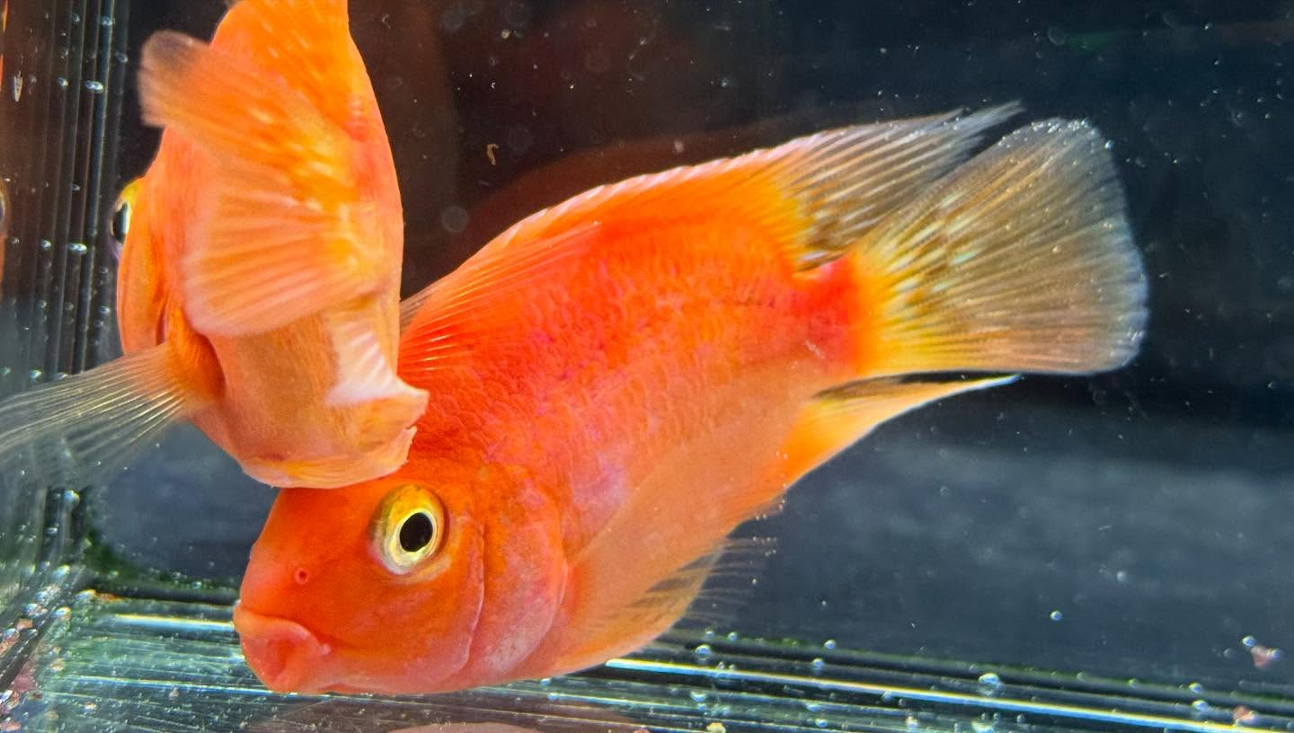 aquastyleg.base.shop/items/112...