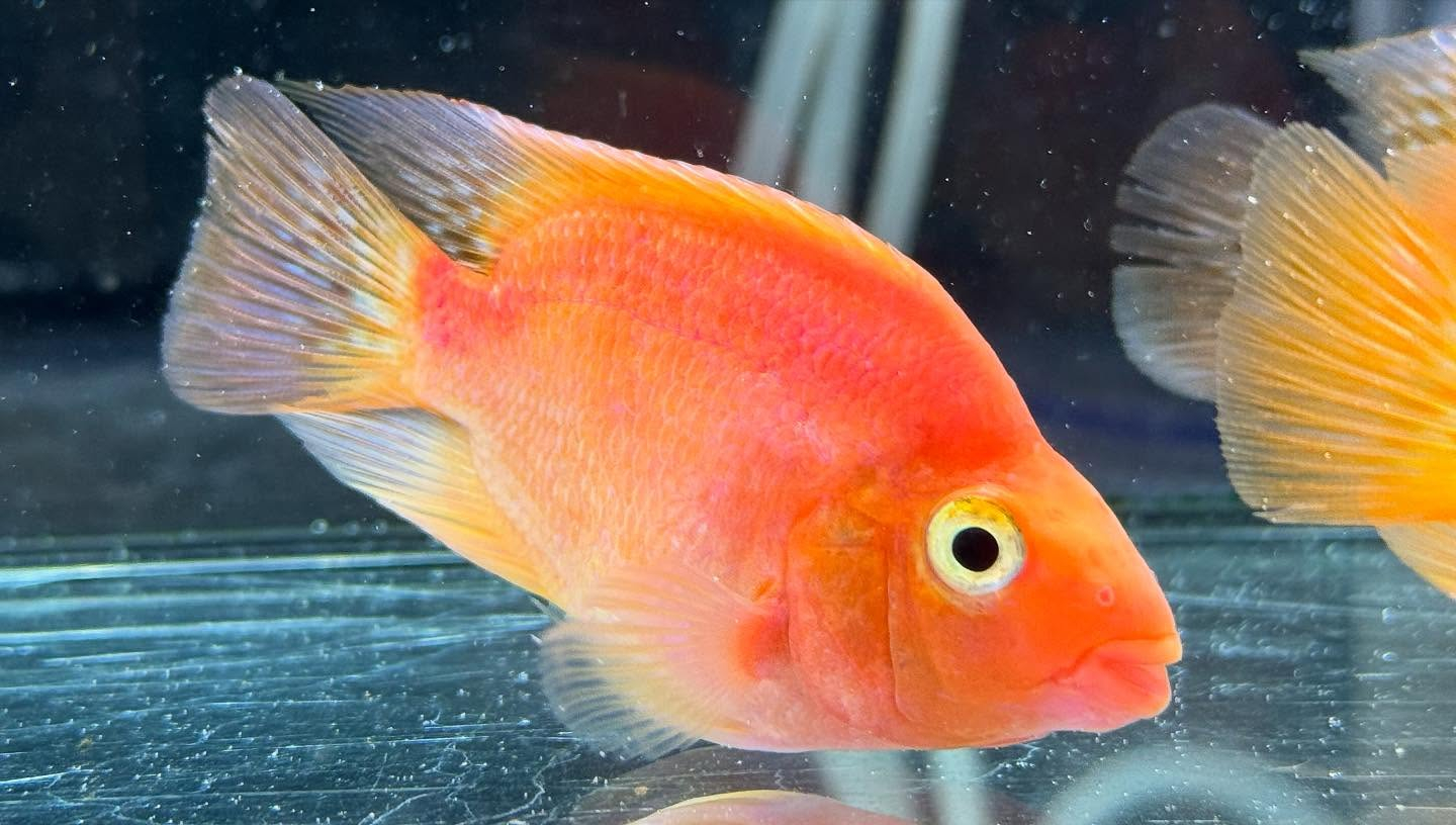 aquastyleg.base.shop/items/112...