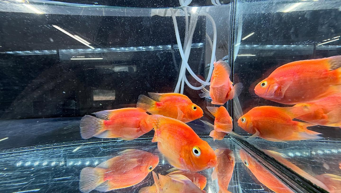 aquastyleg.base.shop/items/112...