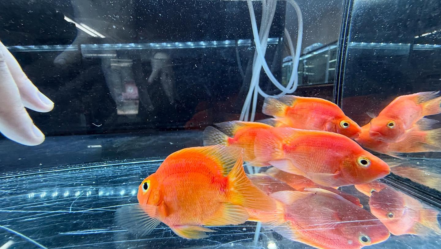 aquastyleg.base.shop/items/112...