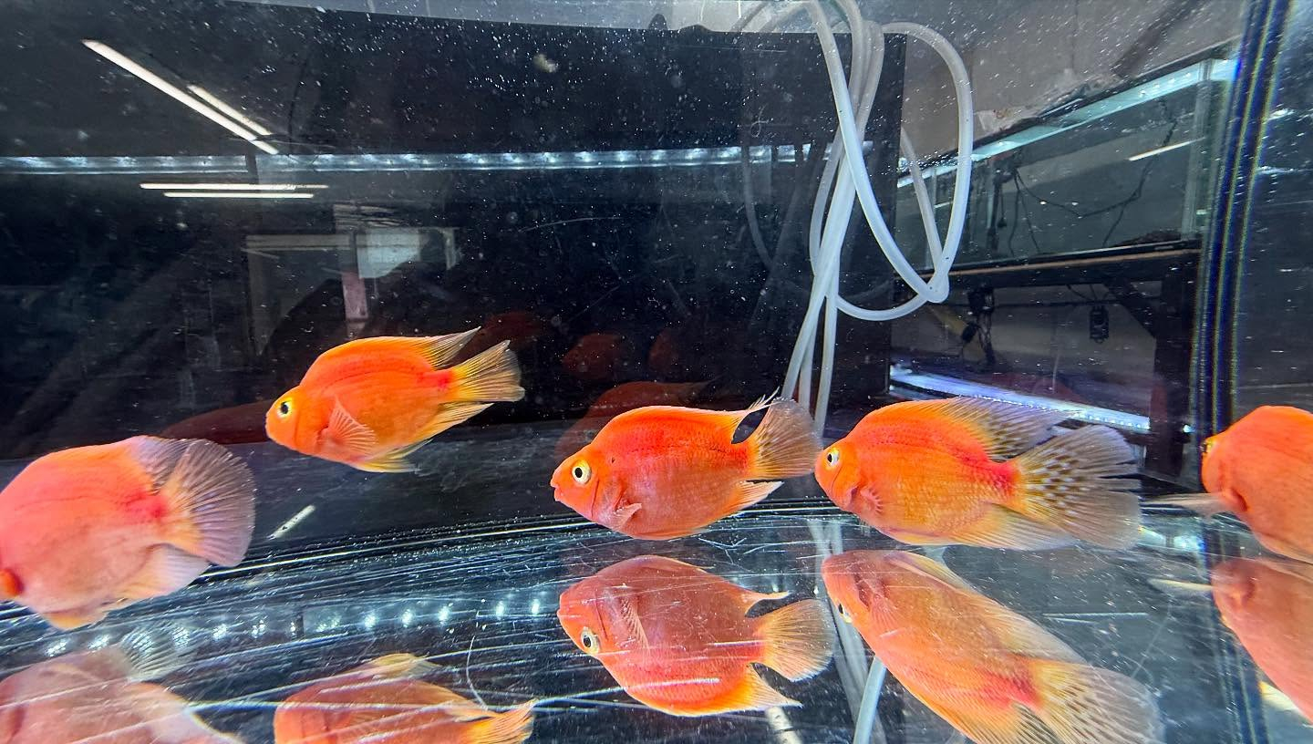 aquastyleg.base.shop/items/112...