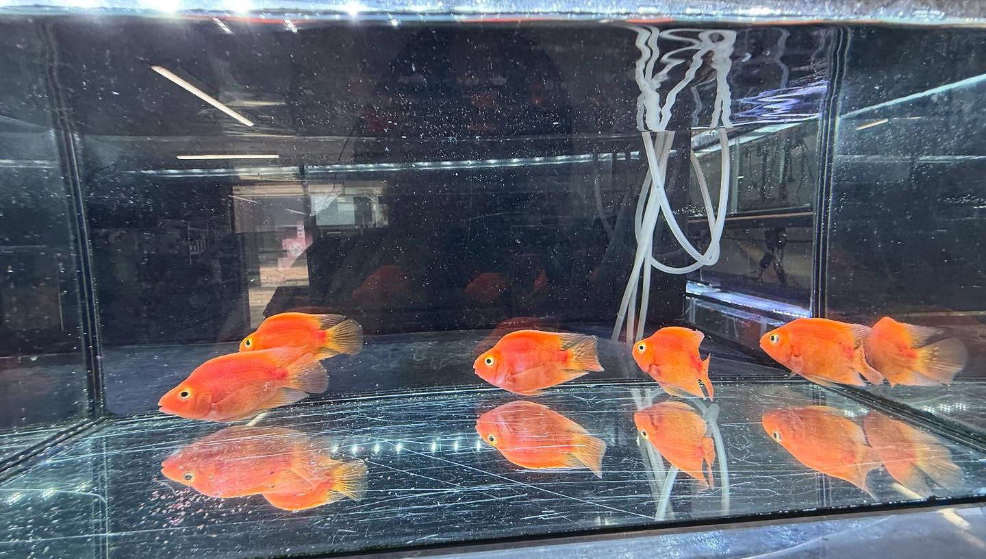 aquastyleg.base.shop/items/112...