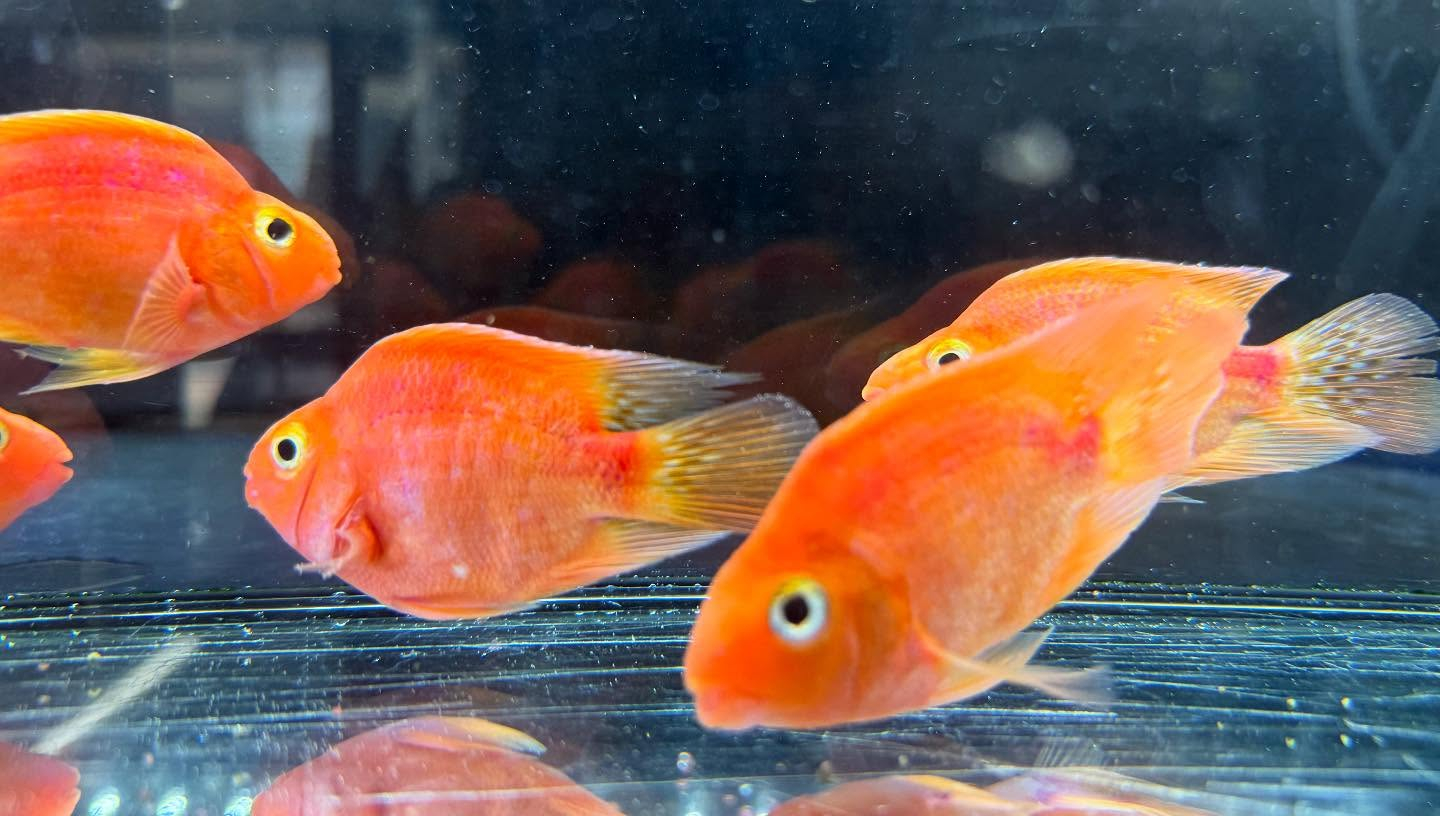 aquastyleg.base.shop/items/112...