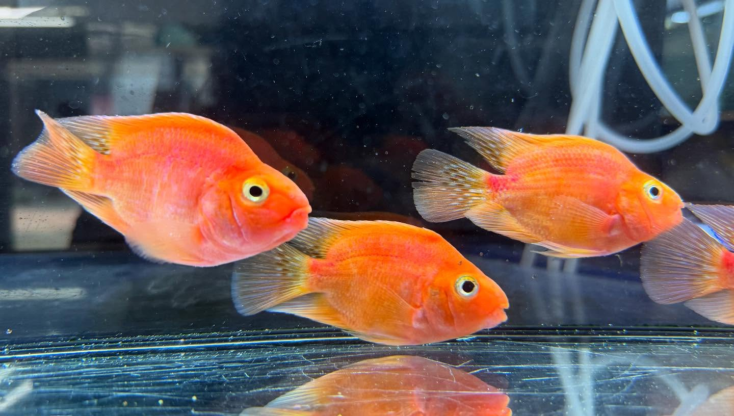 aquastyleg.base.shop/items/112...