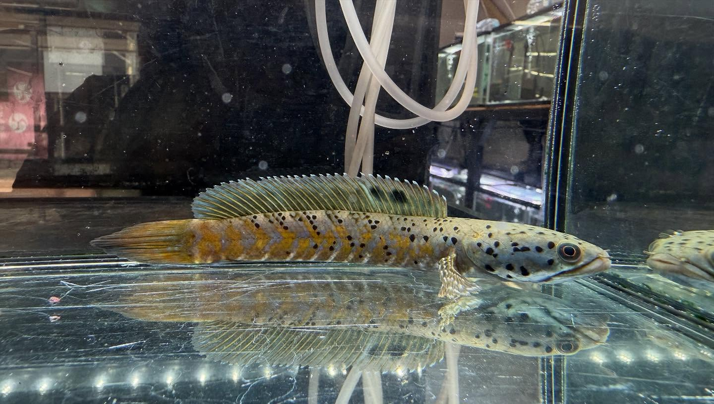 aquastyleg.base.shop/items/112...