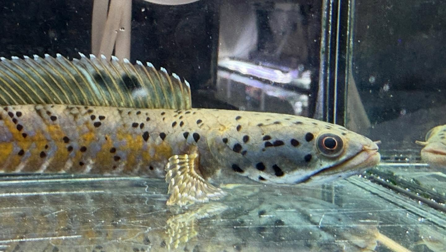 aquastyleg.base.shop/items/112...