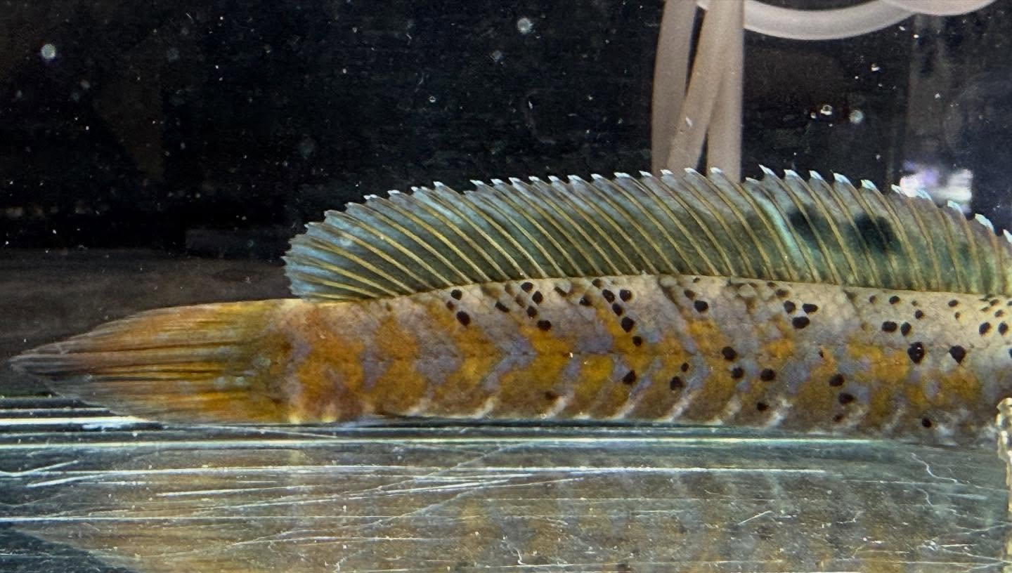 aquastyleg.base.shop/items/112...