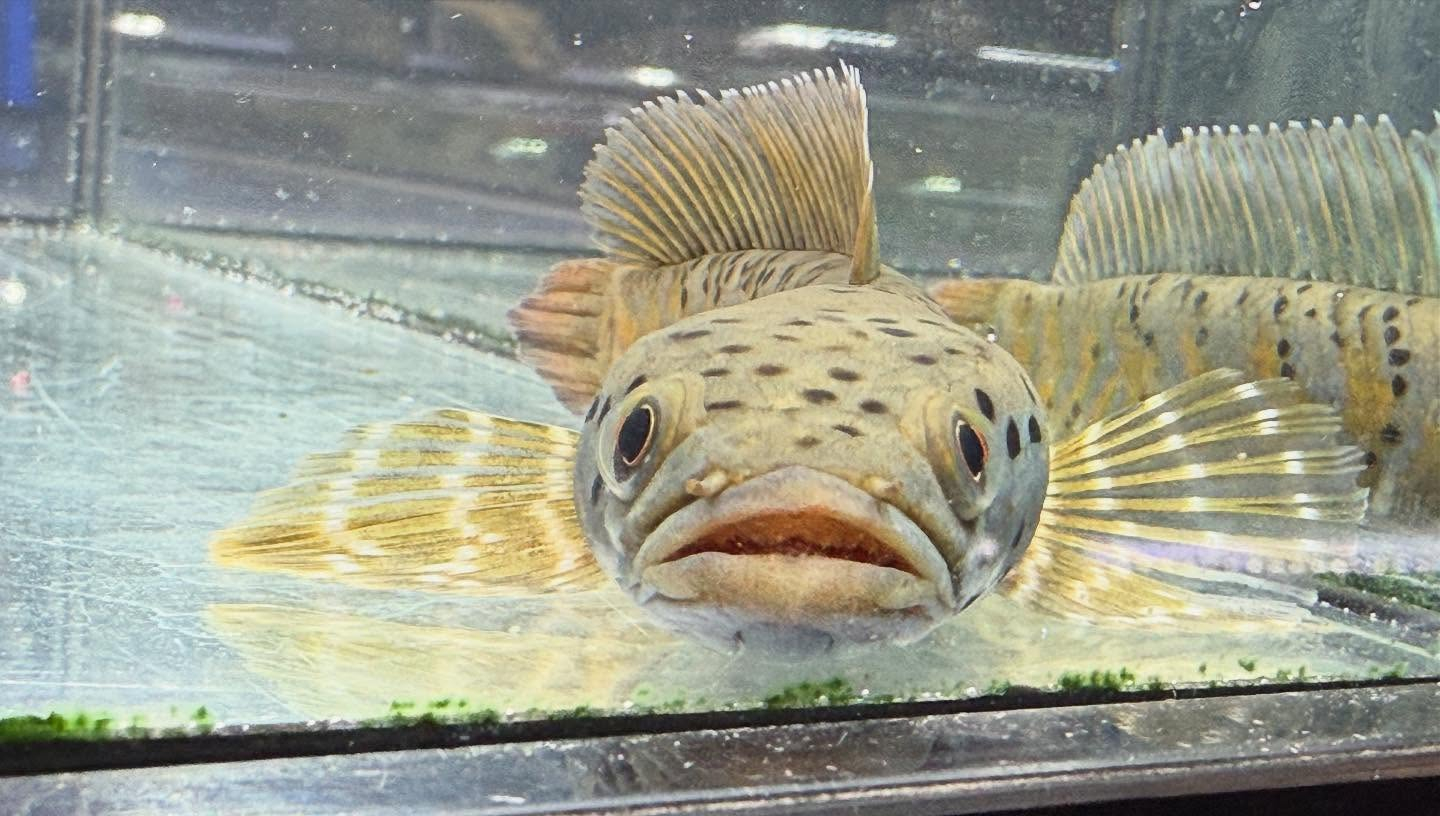 aquastyleg.base.shop/items/112...