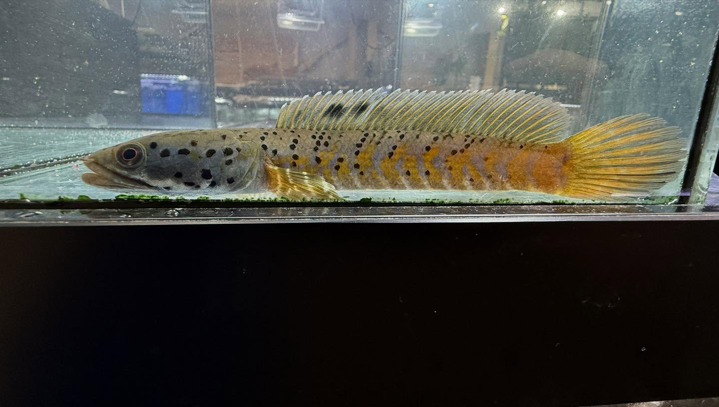 aquastyleg.base.shop/items/112...