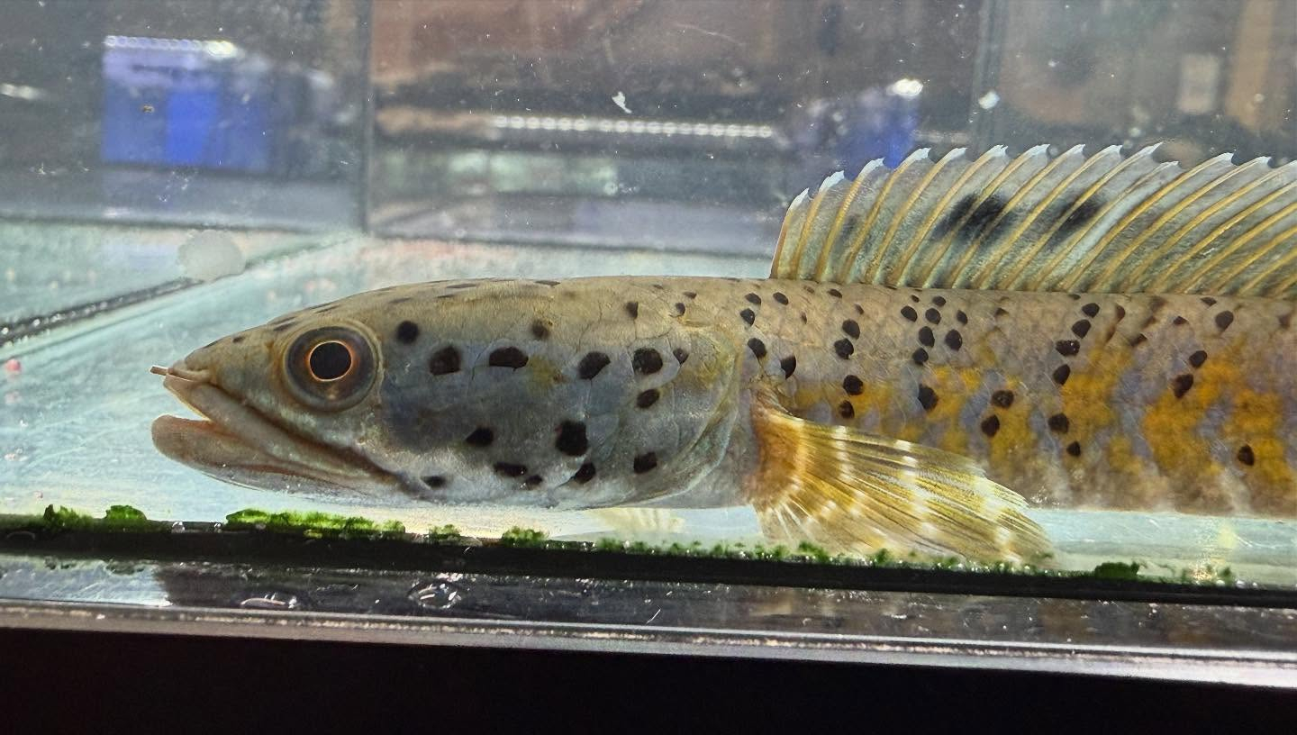 aquastyleg.base.shop/items/112...