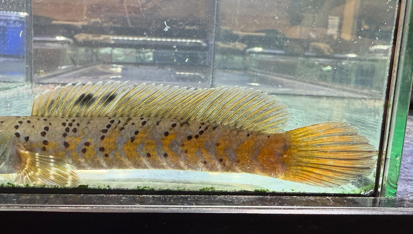 aquastyleg.base.shop/items/112...