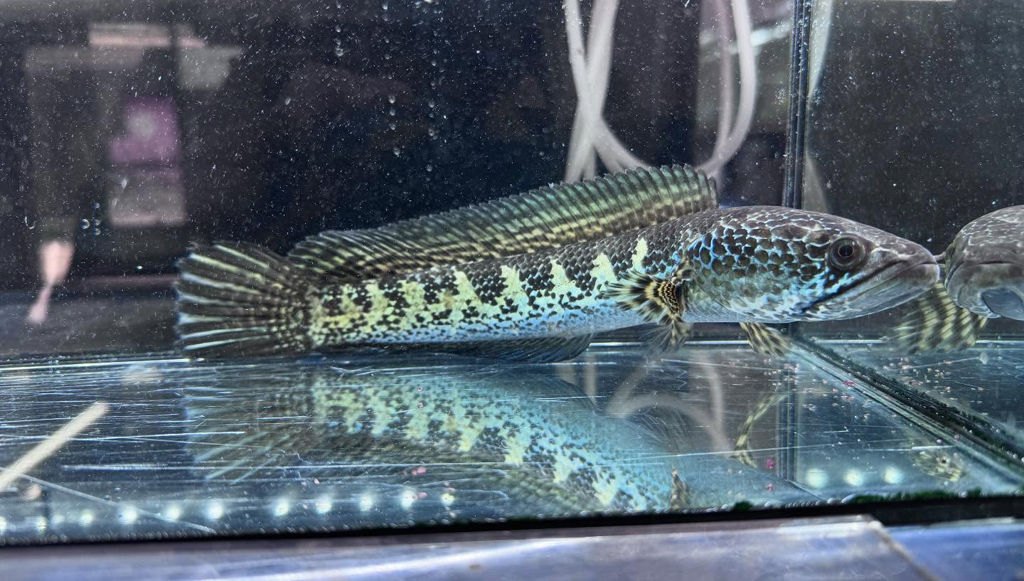 aquastyleg.base.shop/items/112...