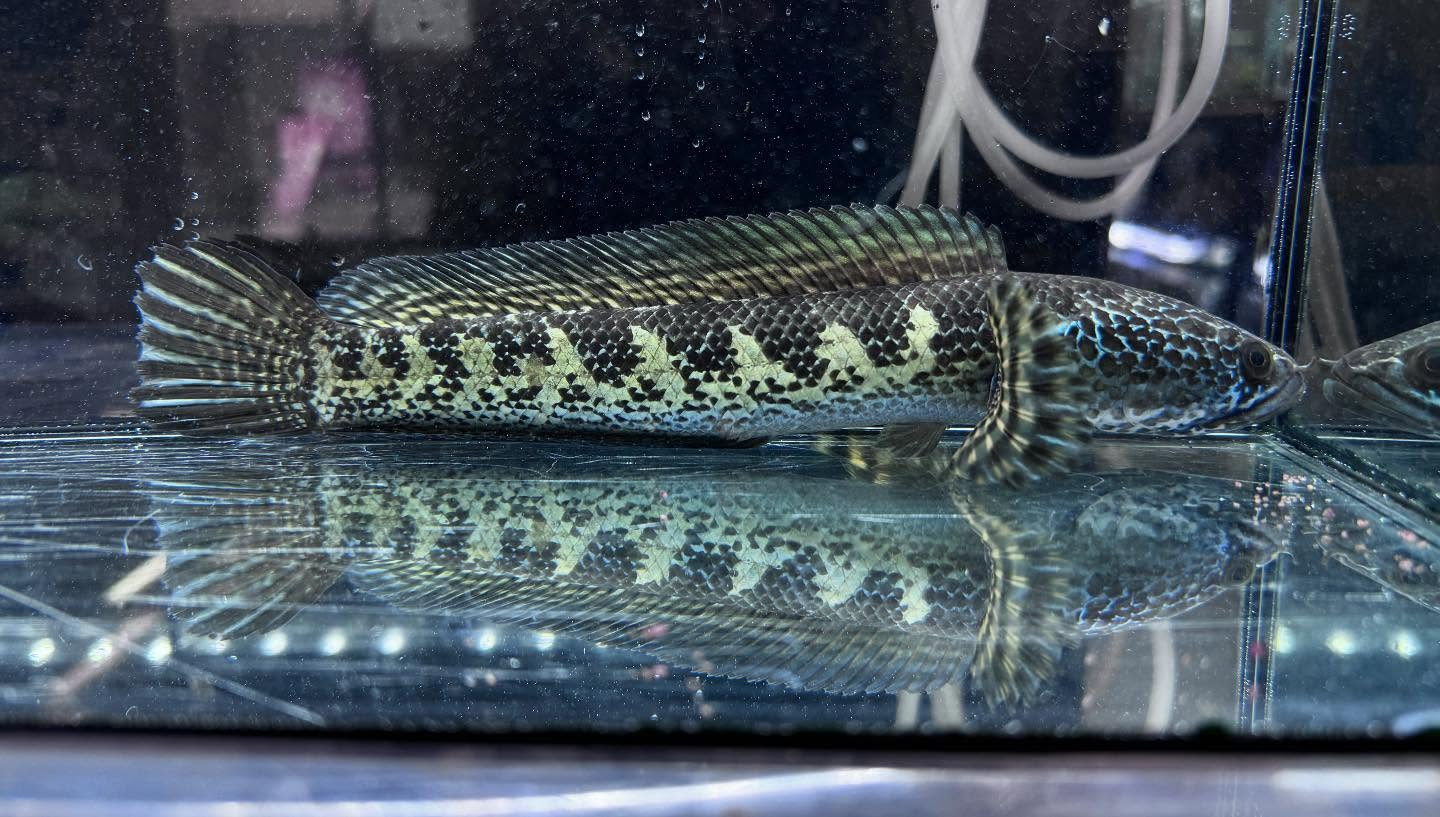 aquastyleg.base.shop/items/112...