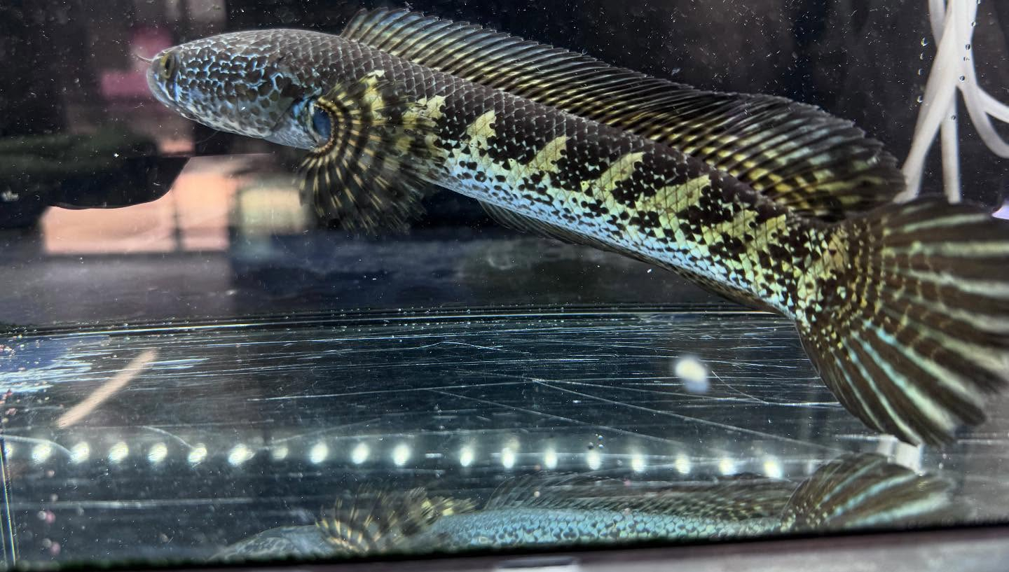 aquastyleg.base.shop/items/112...