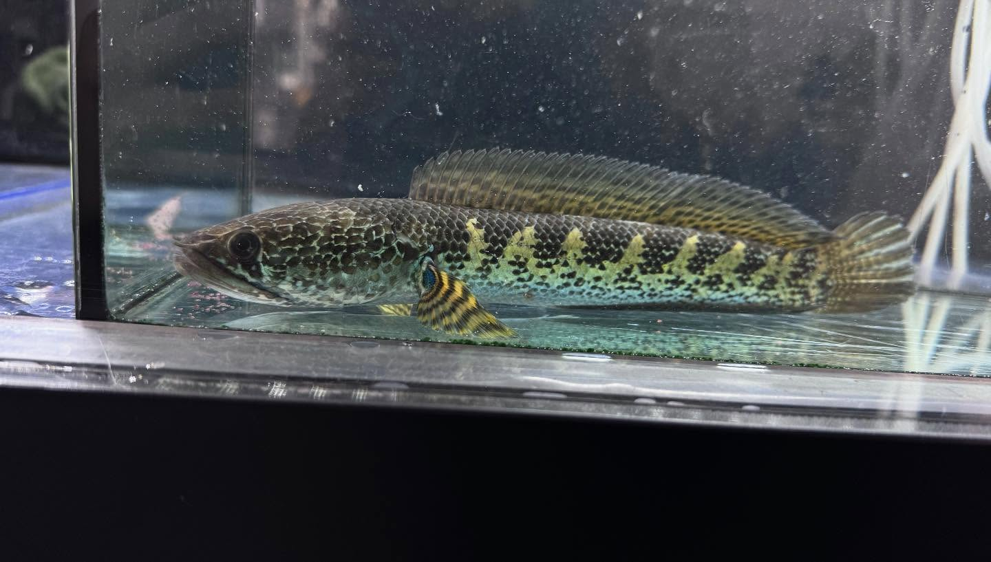 aquastyleg.base.shop/items/112...