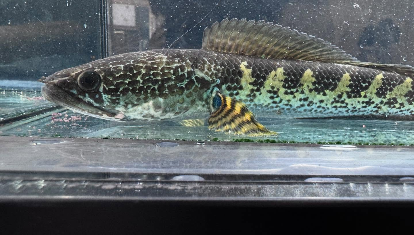 aquastyleg.base.shop/items/112...