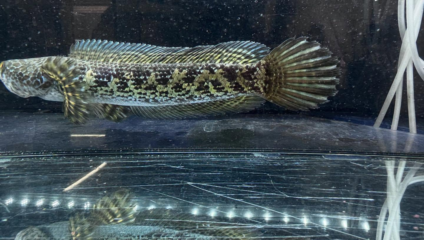 aquastyleg.base.shop/items/112...