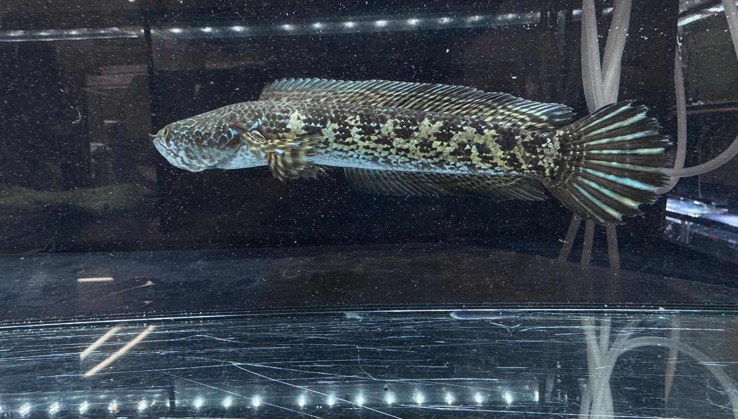 aquastyleg.base.shop/items/112...