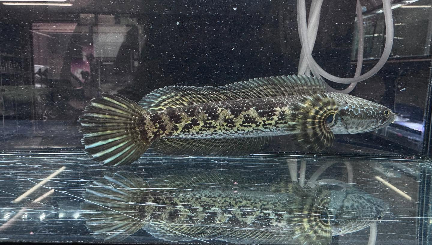 aquastyleg.base.shop/items/112...