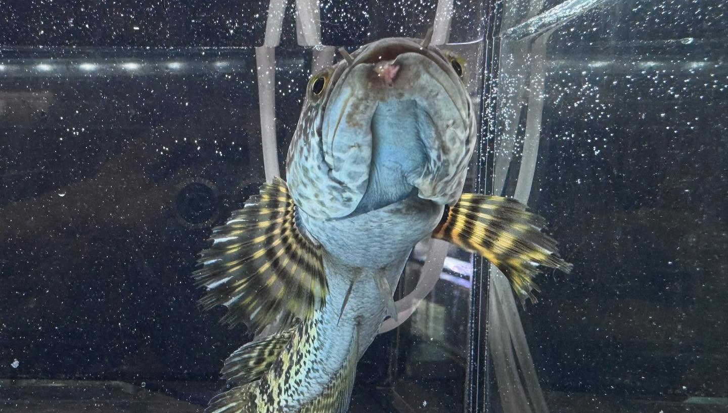 aquastyleg.base.shop/items/112...