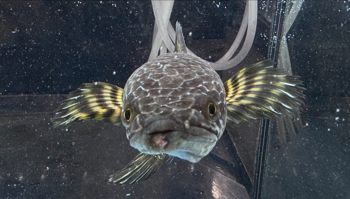 aquastyleg.base.shop/items/112...