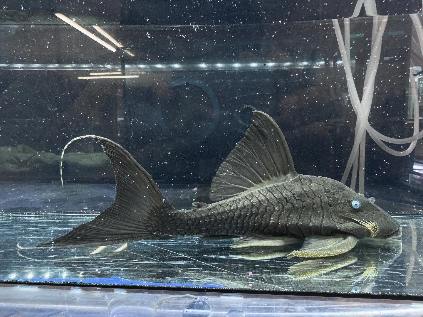 aquastyleg.base.shop/items/112...