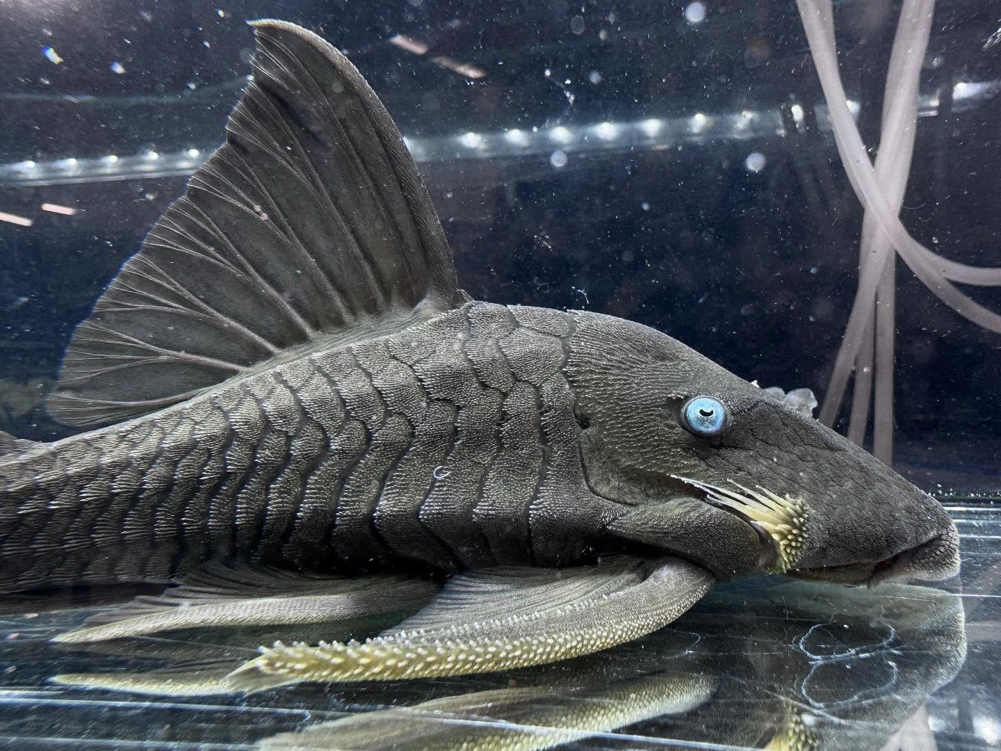 aquastyleg.base.shop/items/112...