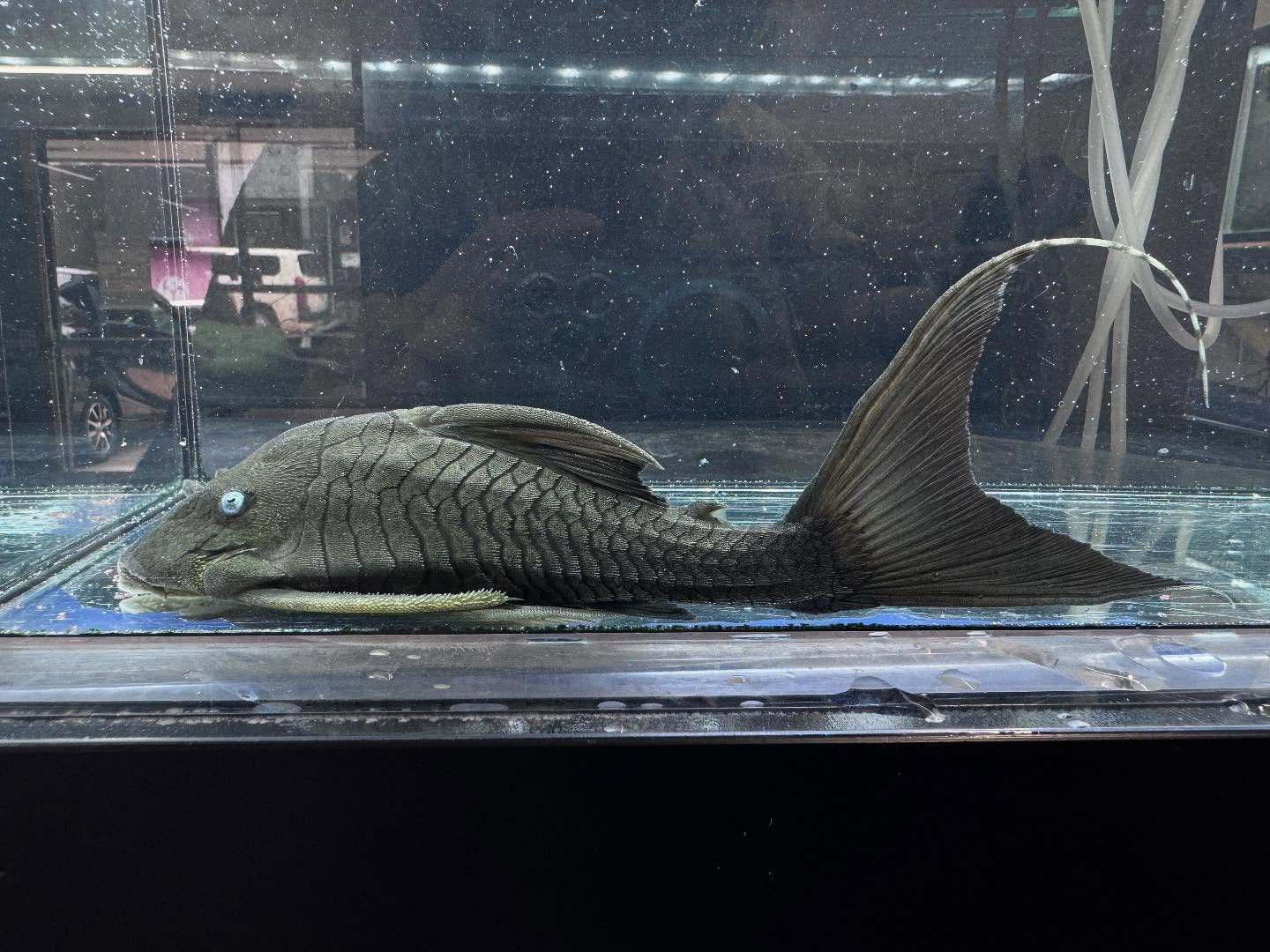 aquastyleg.base.shop/items/112...