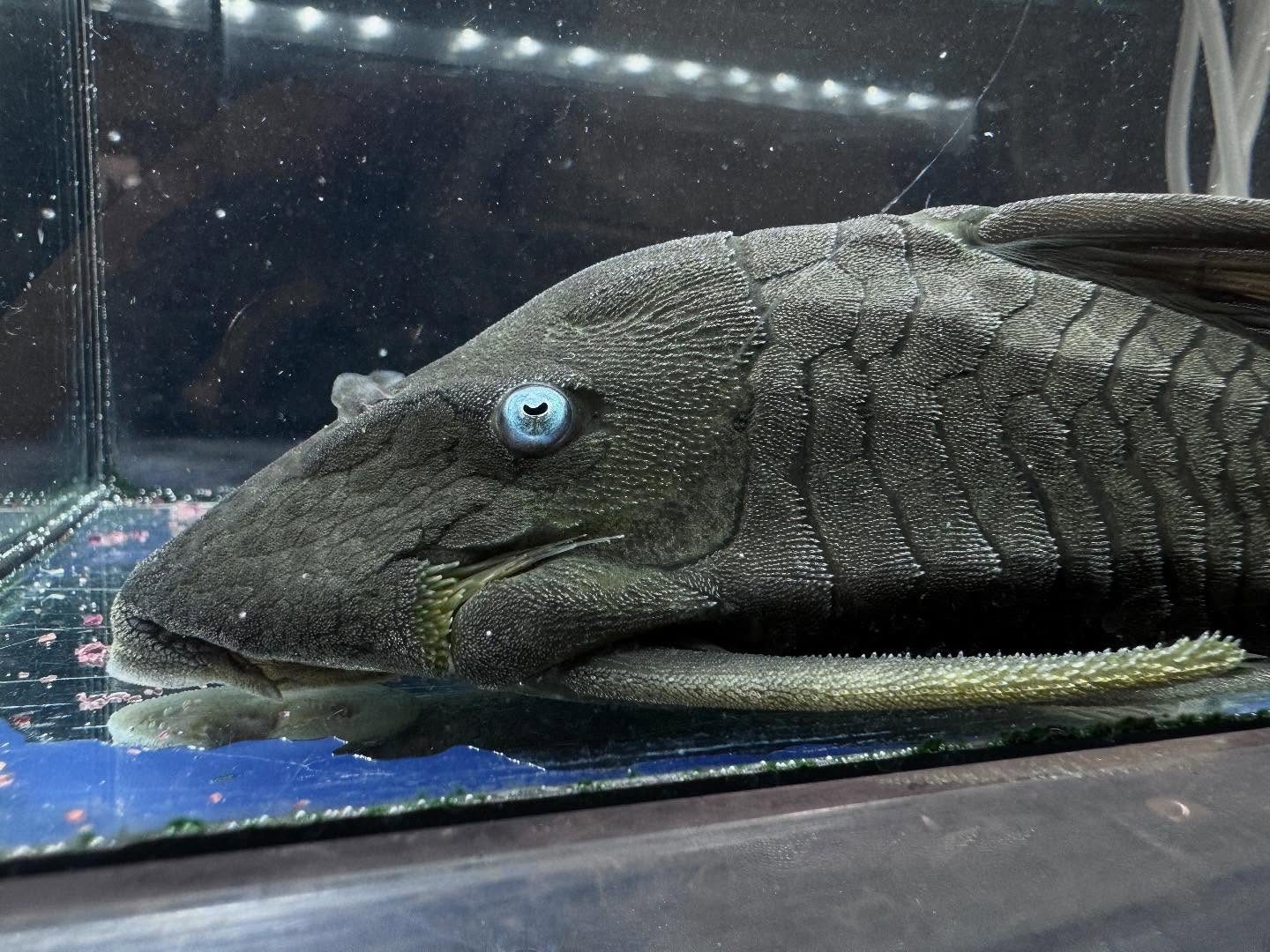 aquastyleg.base.shop/items/112...