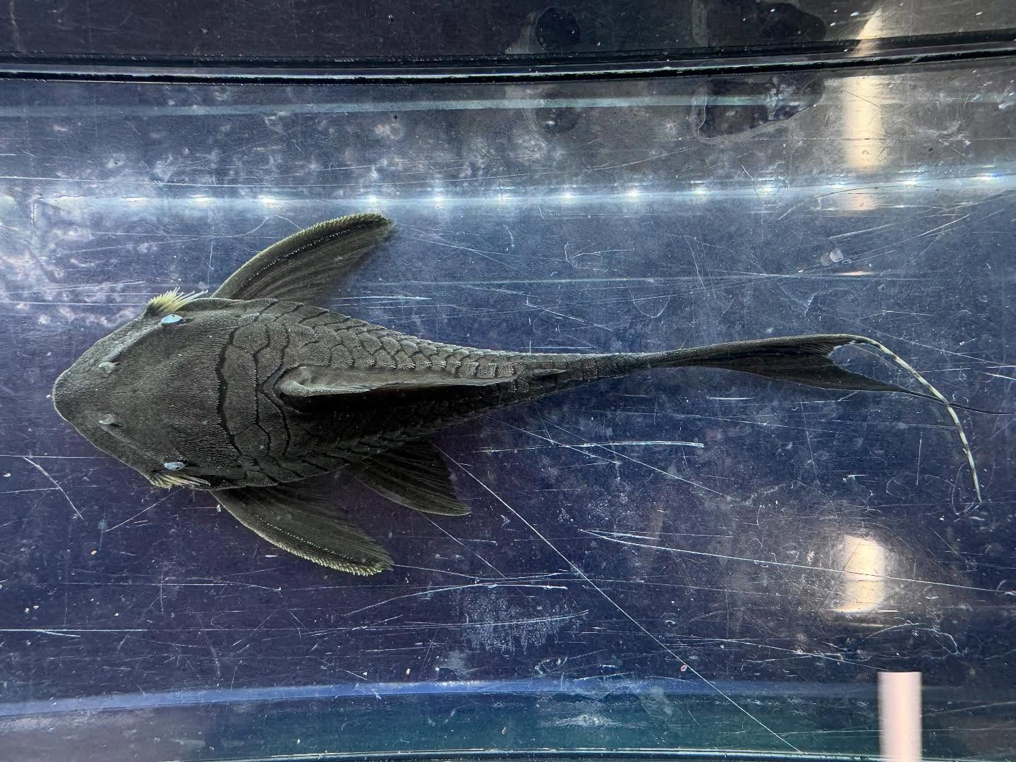 aquastyleg.base.shop/items/112...