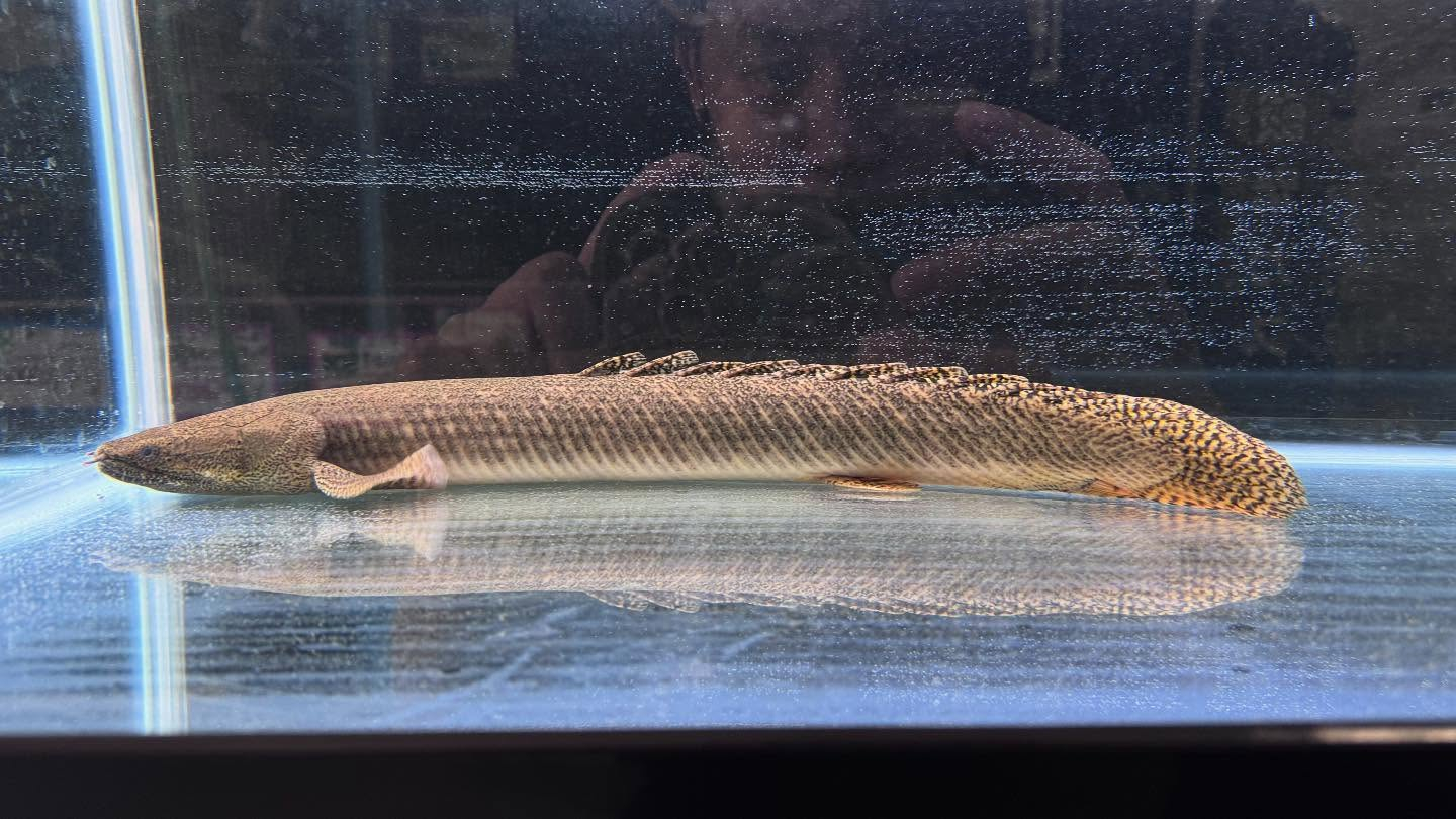 aquastyleg.base.shop/items/110...